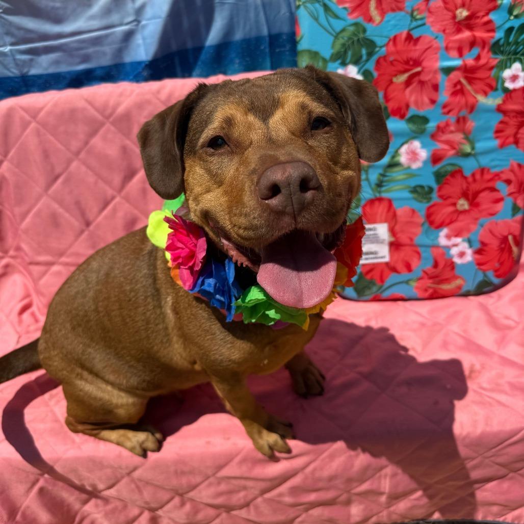 Mable, a Adoptable mixed breed in Newark, NJ image 2/6