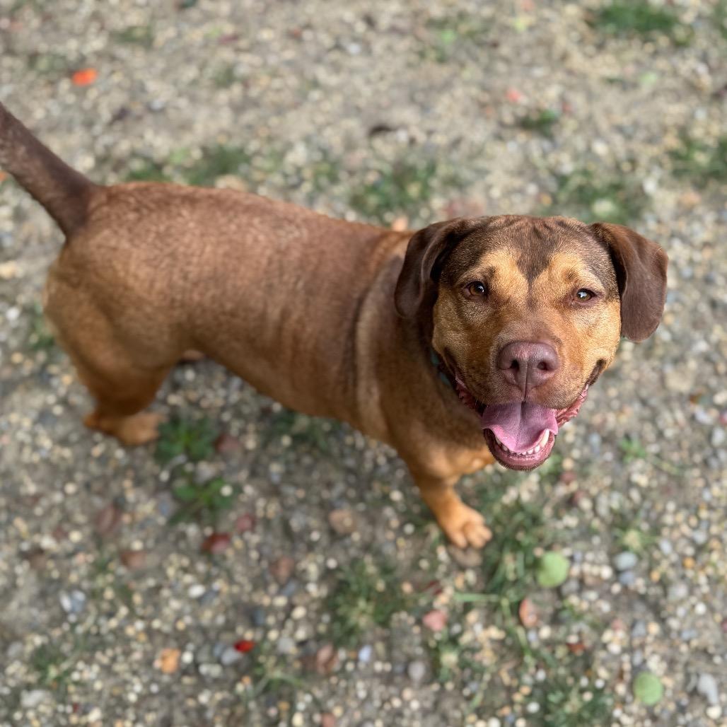 Enlarge Mable, a Adoptable mixed breed in Newark, NJ image 2/6