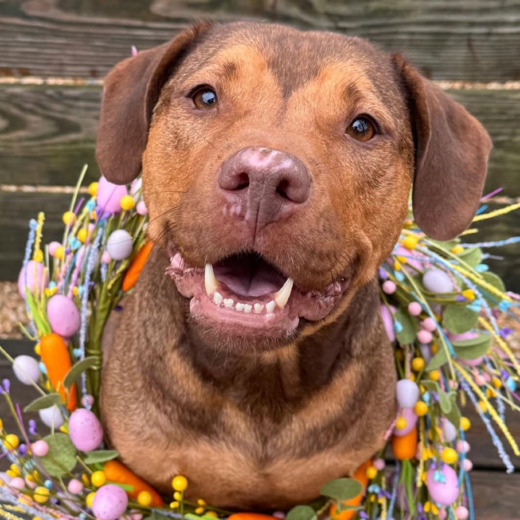 Enlarge Mable, a Adoptable mixed breed in Newark, NJ image 3/6