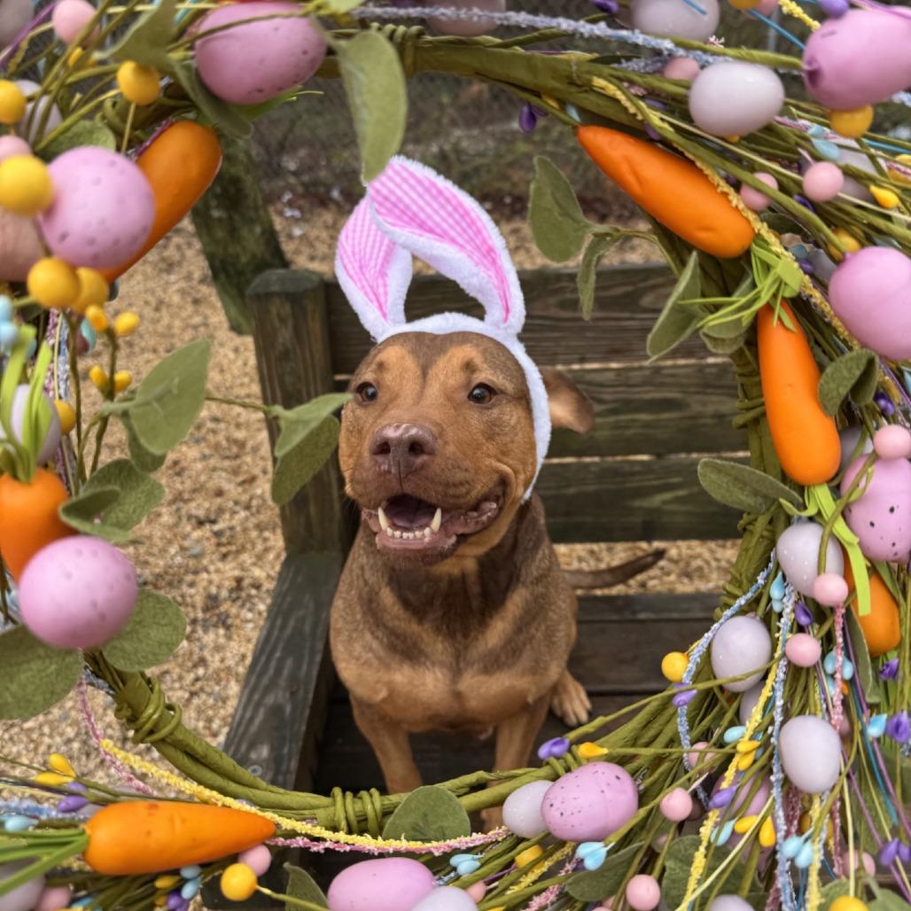 Enlarge Mable, a Adoptable mixed breed in Newark, NJ image 4/6