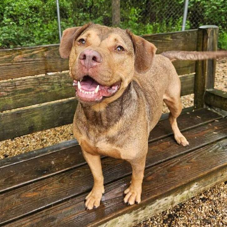 Enlarge Mable, a Adoptable mixed breed in Newark, NJ image 5/6