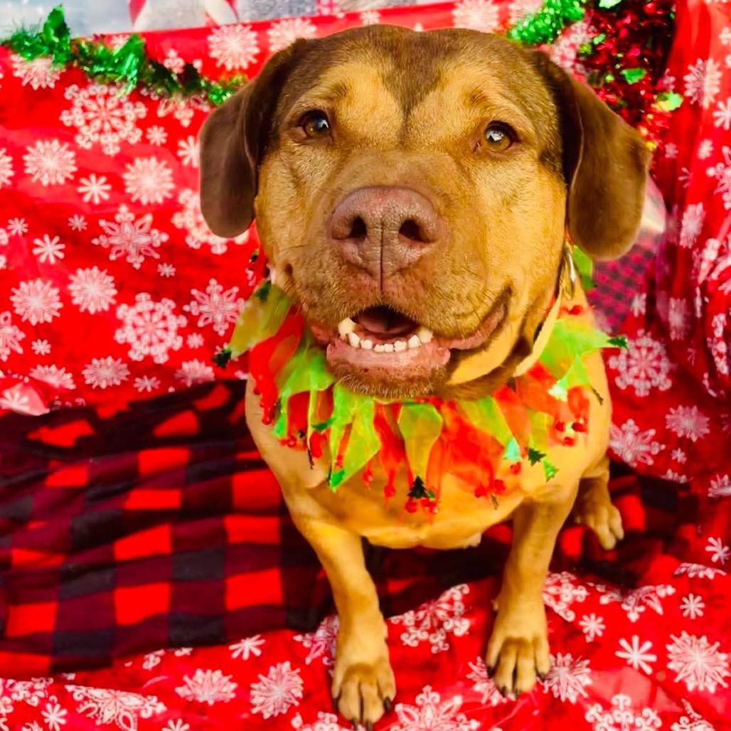 Enlarge Mable, a Adoptable mixed breed in Newark, NJ image 6/6