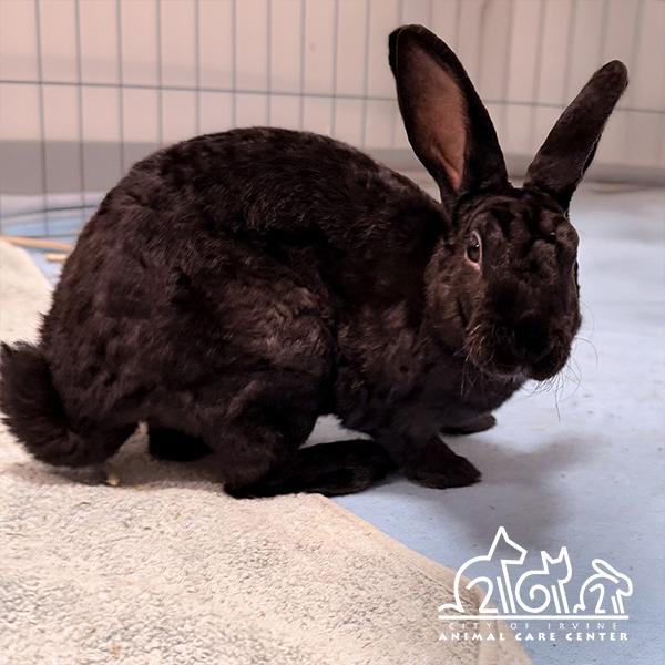 PETER, Adoptable, Baby Male Bunny Rabbit.