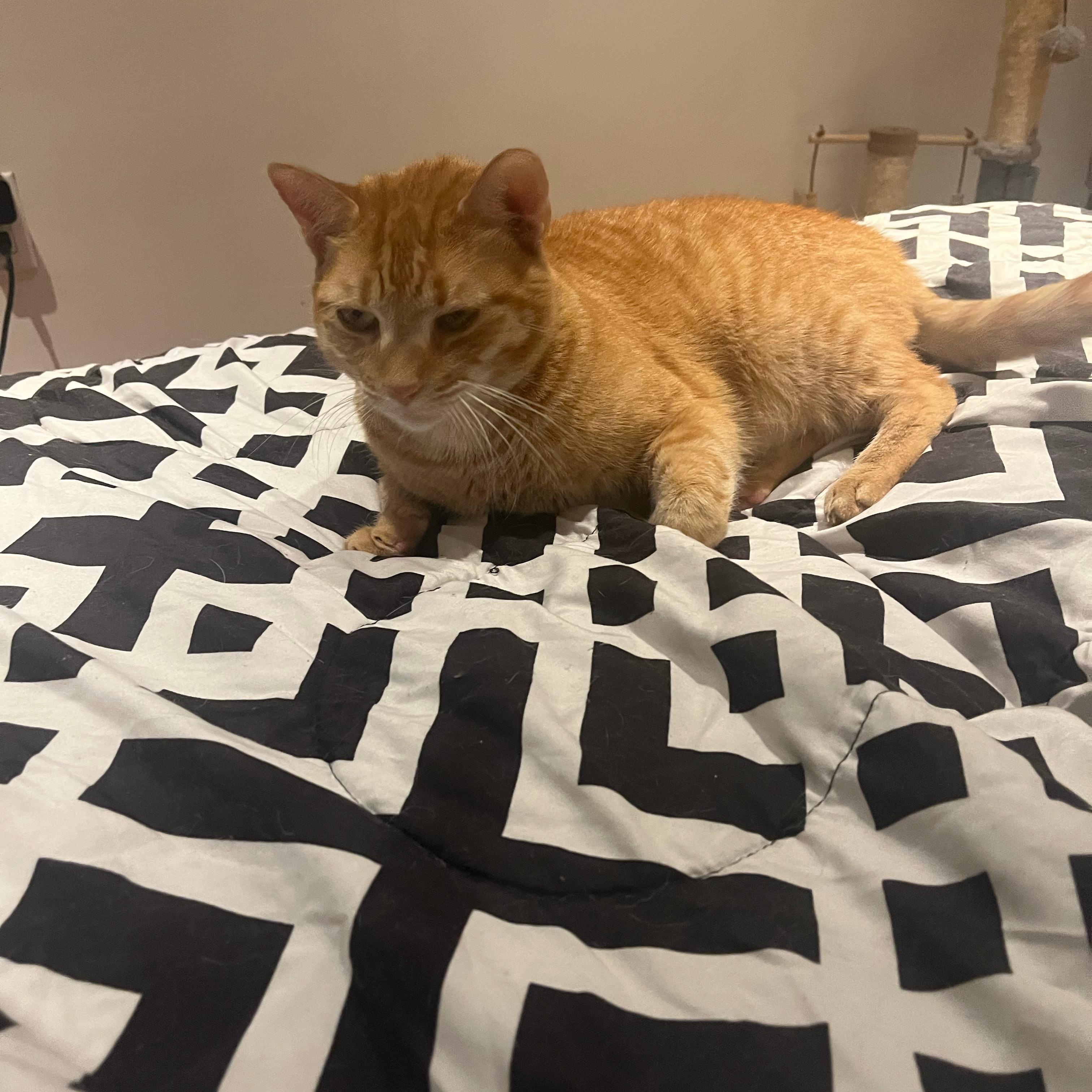 Enlarge Ruby, a ADOPTABLE Tabby in Hartford, CT image 5/5