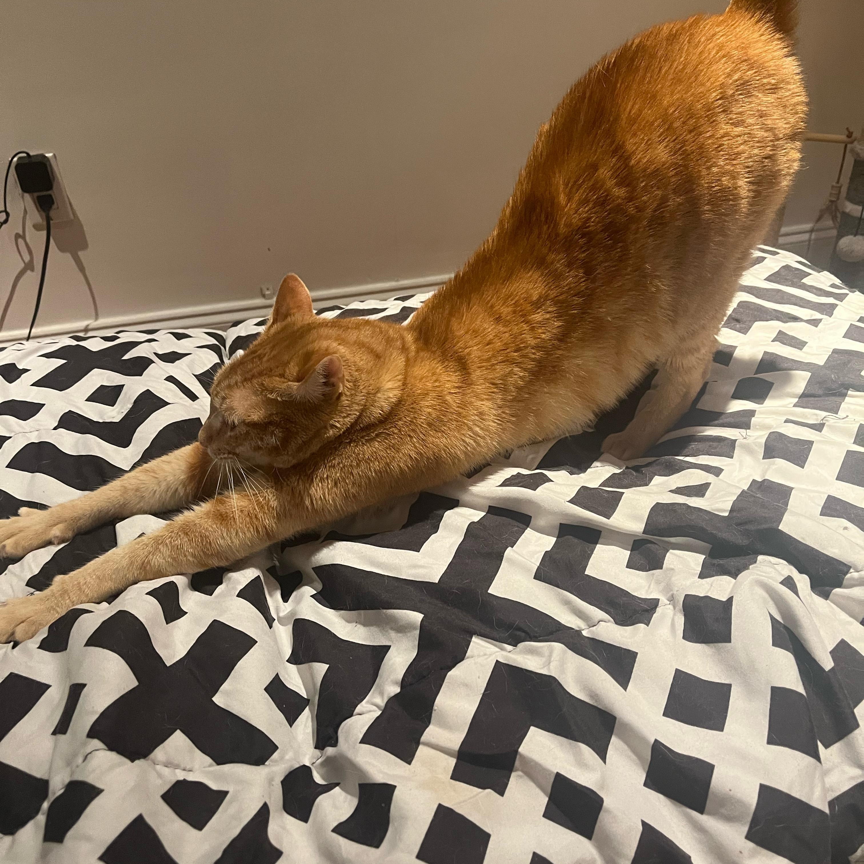 Enlarge Ruby, a ADOPTABLE Tabby in Hartford, CT image 3/5