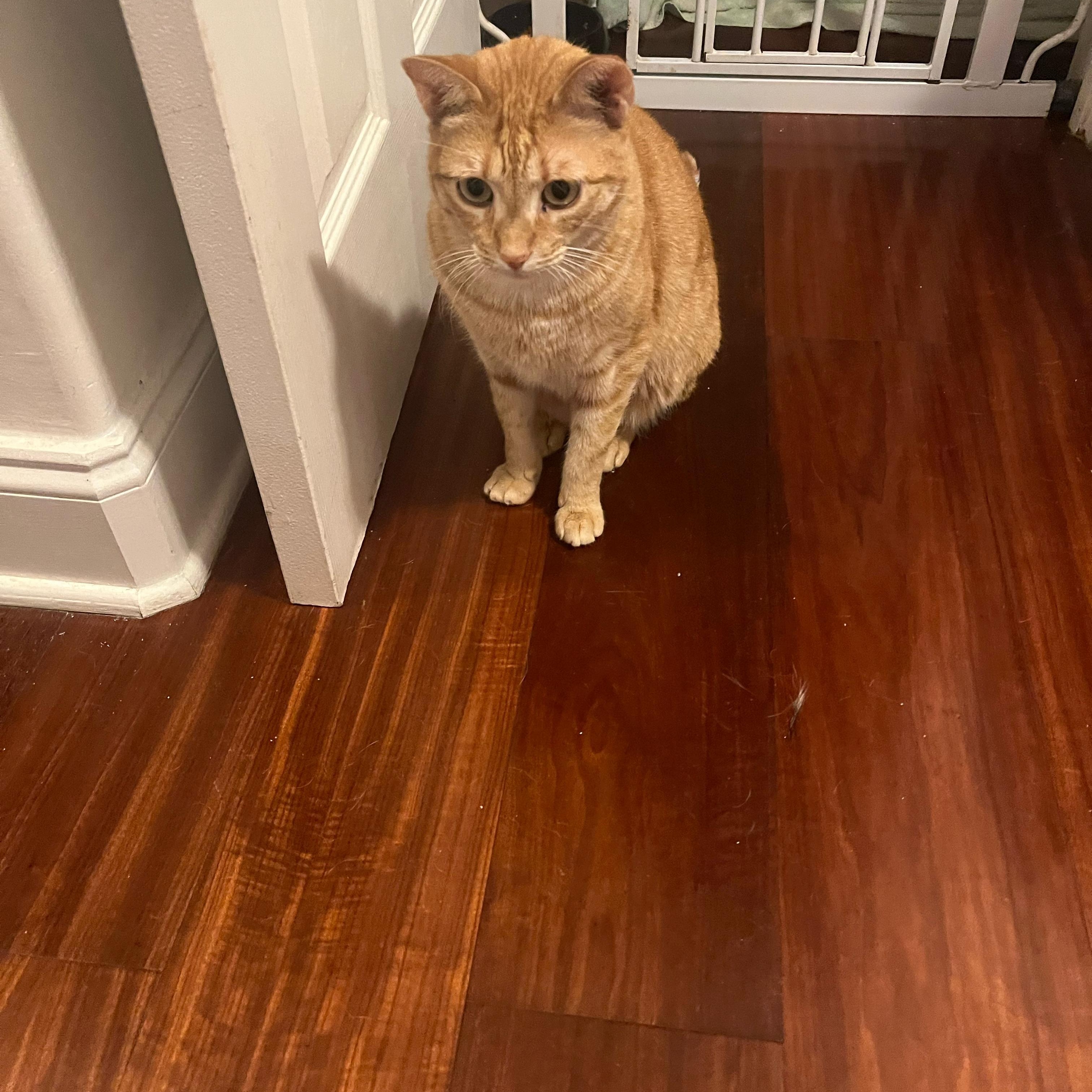 Ruby, ADOPTABLE, Young Female Tabby.