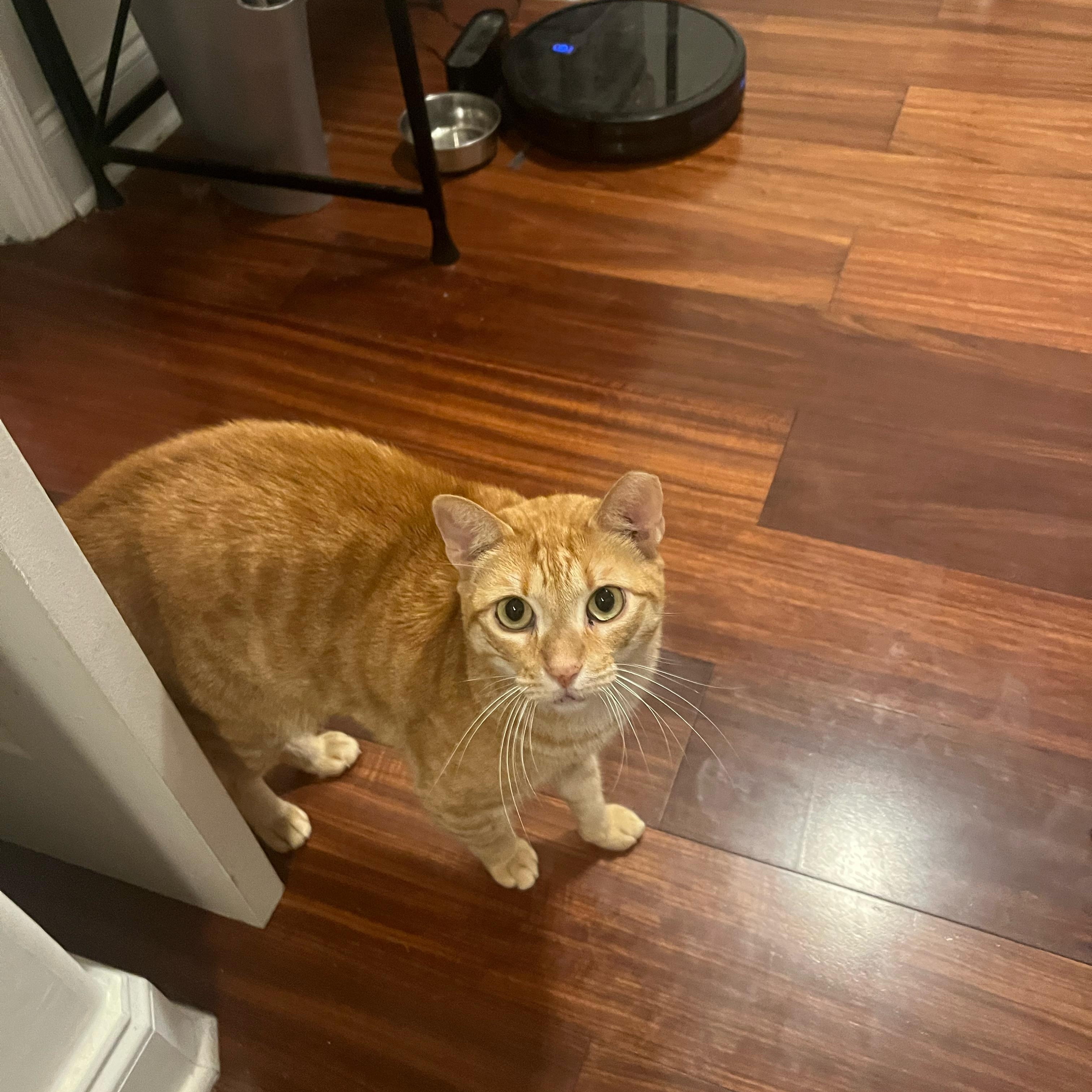 Enlarge Ruby, a ADOPTABLE Tabby in Boston, MA image 2/2