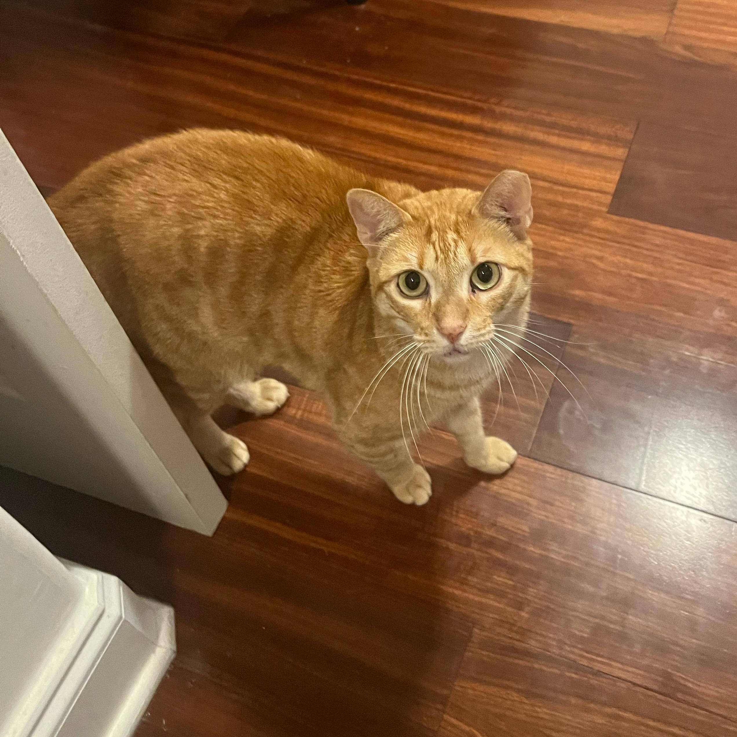 Enlarge Ruby, a ADOPTABLE Tabby in Hartford, CT image 1/5