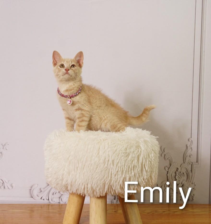 Emily, an adoptable Domestic Short Hair in Waterloo, IA image 4/5