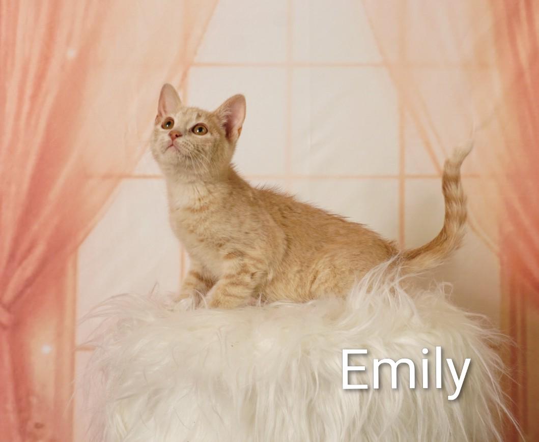 Emily, an adoptable Domestic Short Hair in Waterloo, IA image 2/5