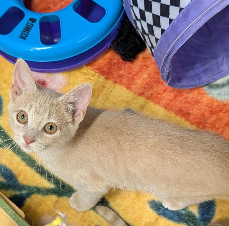 Emily, an adoptable Domestic Short Hair in Waterloo, IA image 3/5