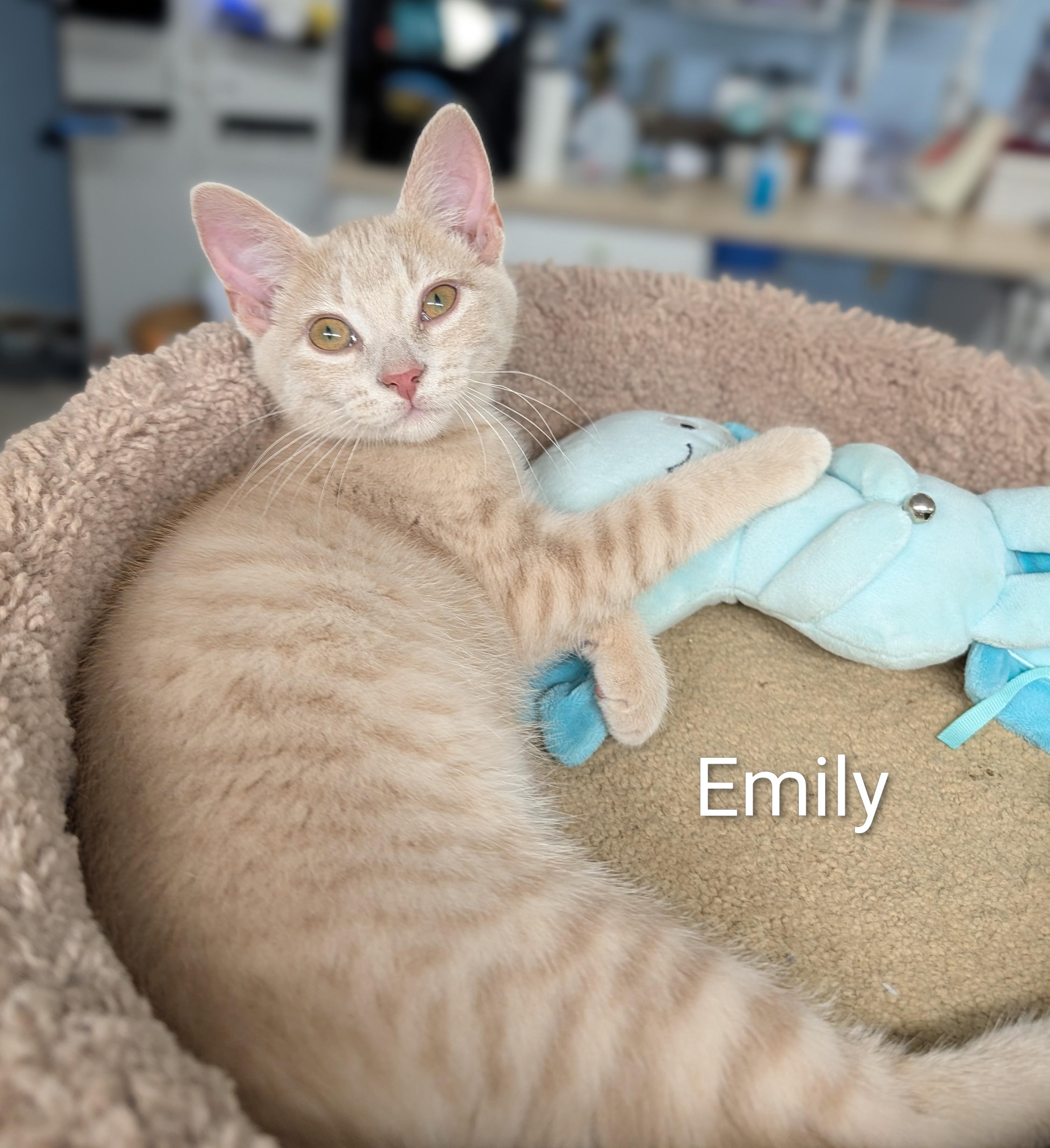 Emily, adoptable, Kitten Female Domestic Short Hair.
