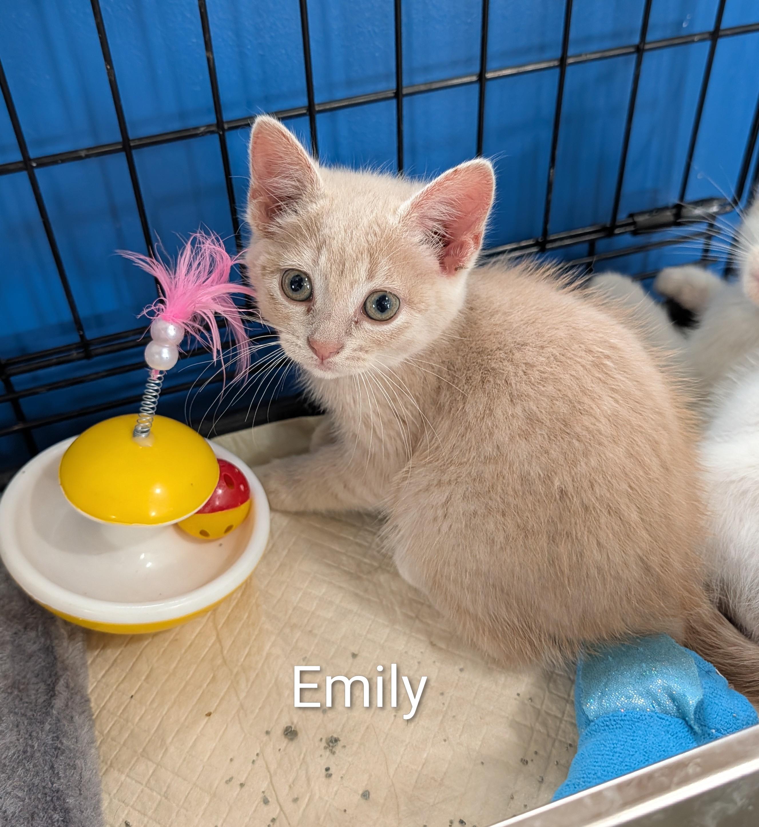 Emily, an adoptable Domestic Short Hair in Waterloo, IA image 5/5