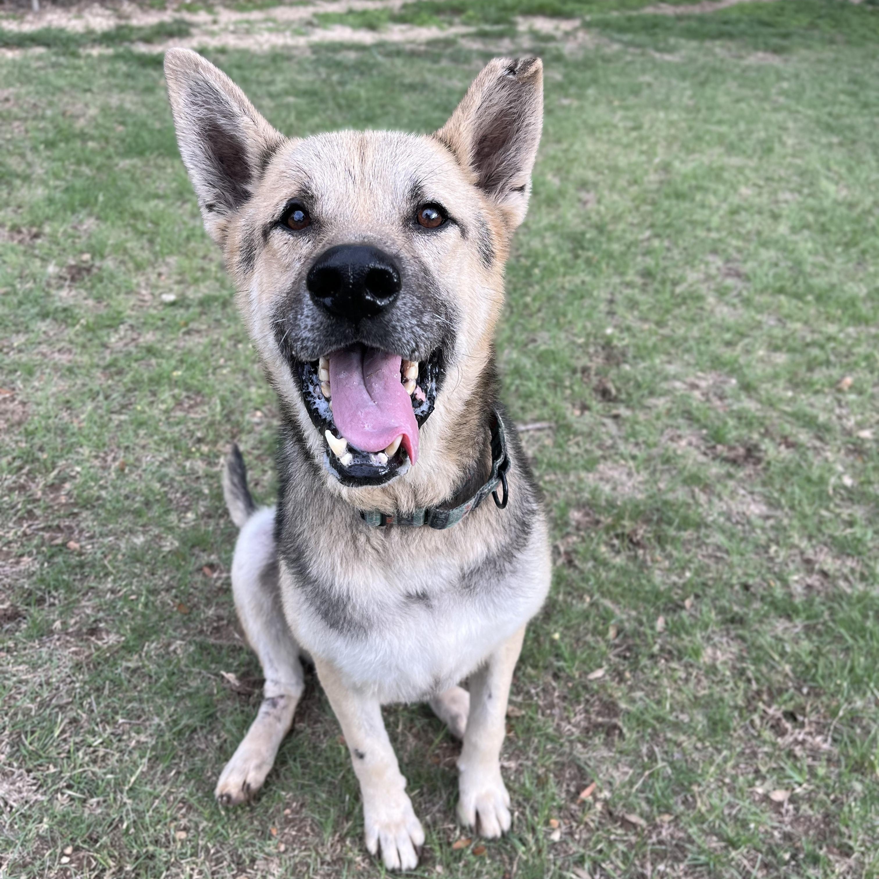 Enlarge Beckett, a ADOPTABLE mixed breed in Bulverde, TX image 5/6