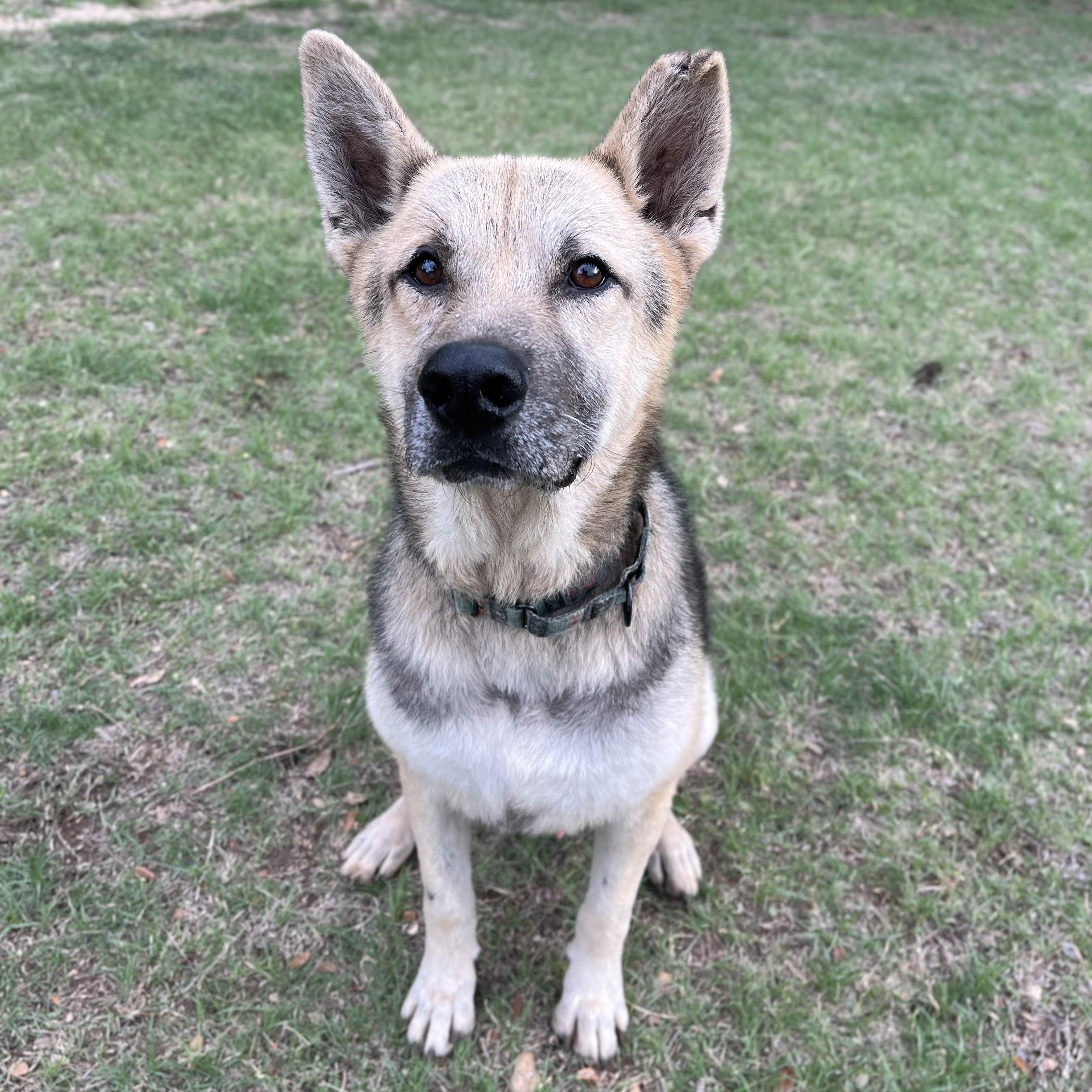 Enlarge Beckett, a ADOPTABLE mixed breed in Bulverde, TX image 2/6