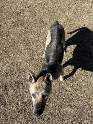 Enlarge Beckett, a ADOPTABLE mixed breed in Bulverde, TX image 3/3