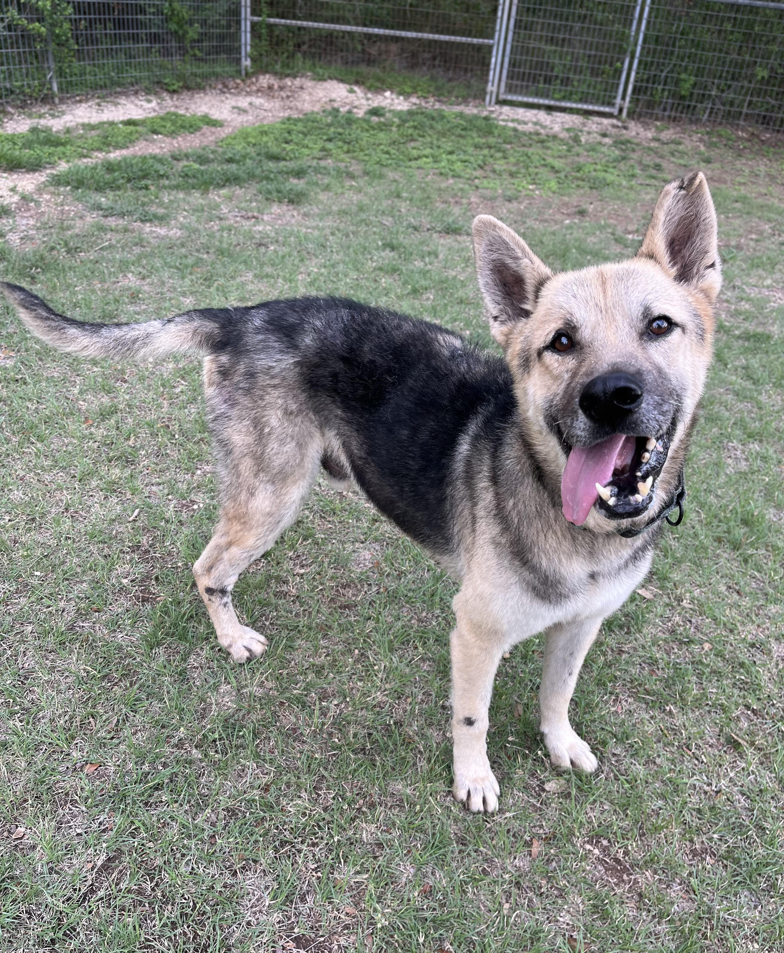 Enlarge Beckett, a ADOPTABLE mixed breed in Bulverde, TX image 6/6