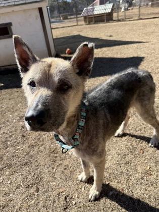 Enlarge Beckett, a ADOPTABLE mixed breed in Bulverde, TX image 2/3