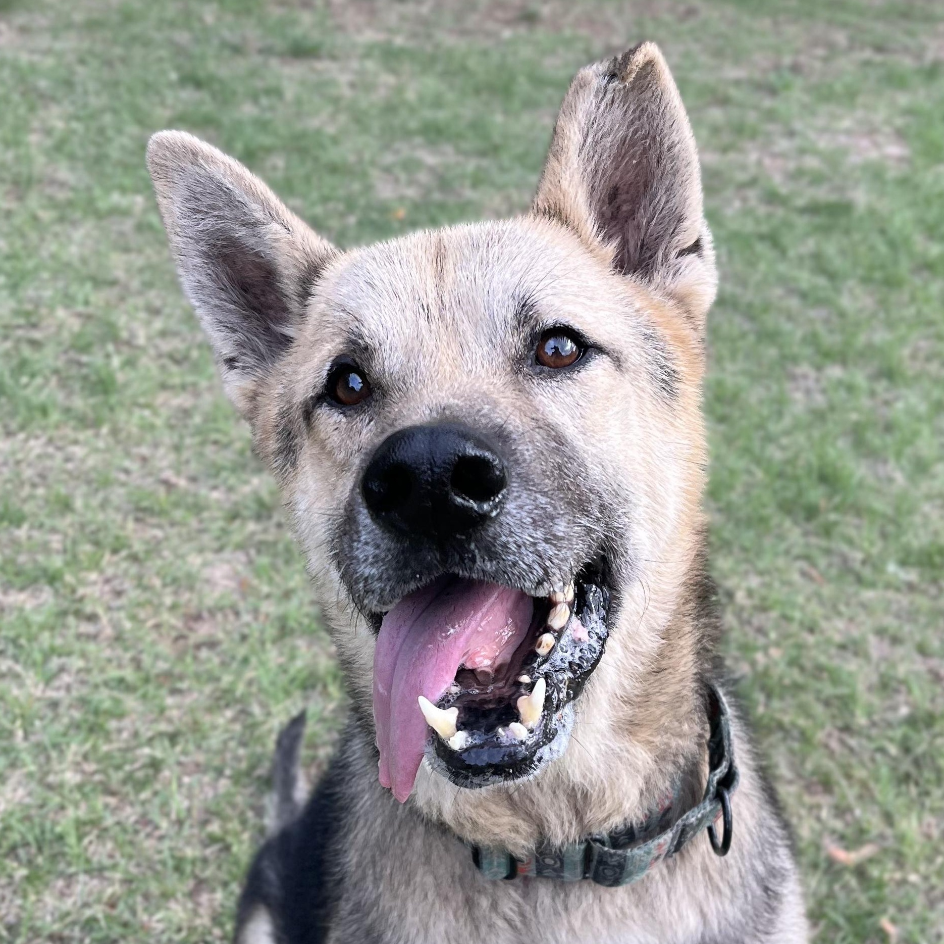 Enlarge Beckett, a ADOPTABLE mixed breed in Bulverde, TX image 1/6