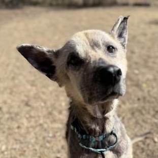 Beckett, ADOPTABLE, Adult Male Shepherd.