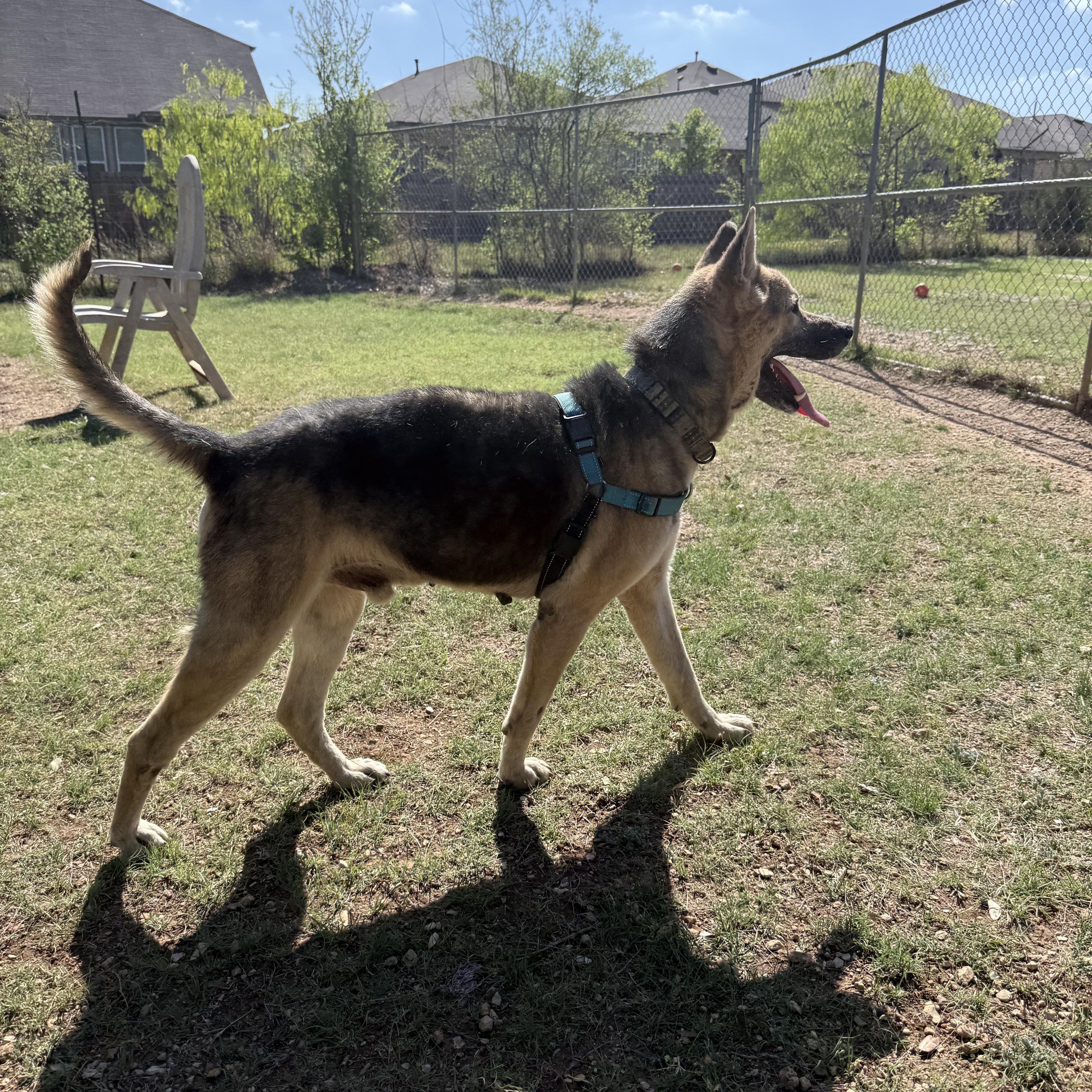 Enlarge Beckett, a ADOPTABLE mixed breed in Bulverde, TX image 3/6