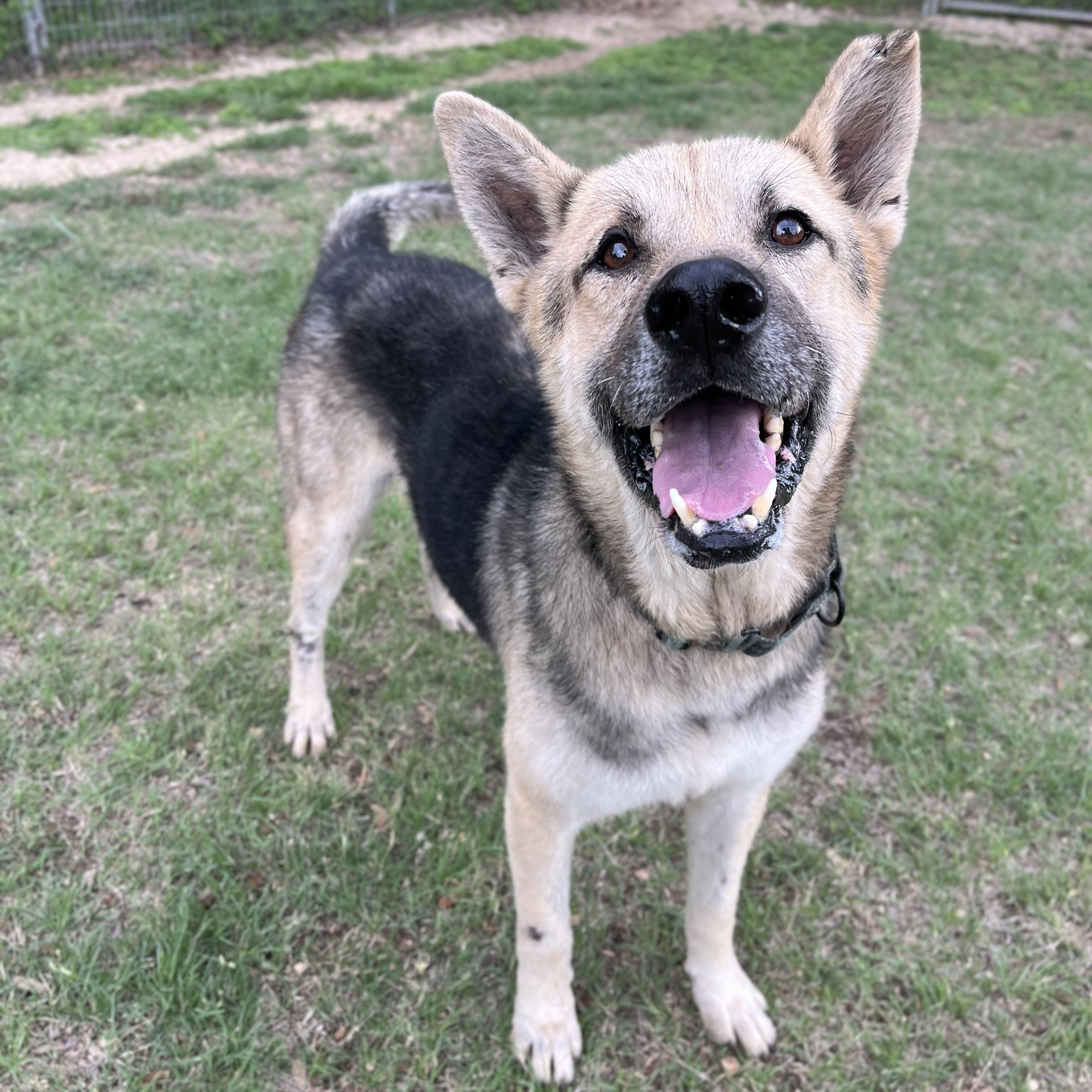 Enlarge Beckett, a ADOPTABLE mixed breed in Bulverde, TX image 4/6