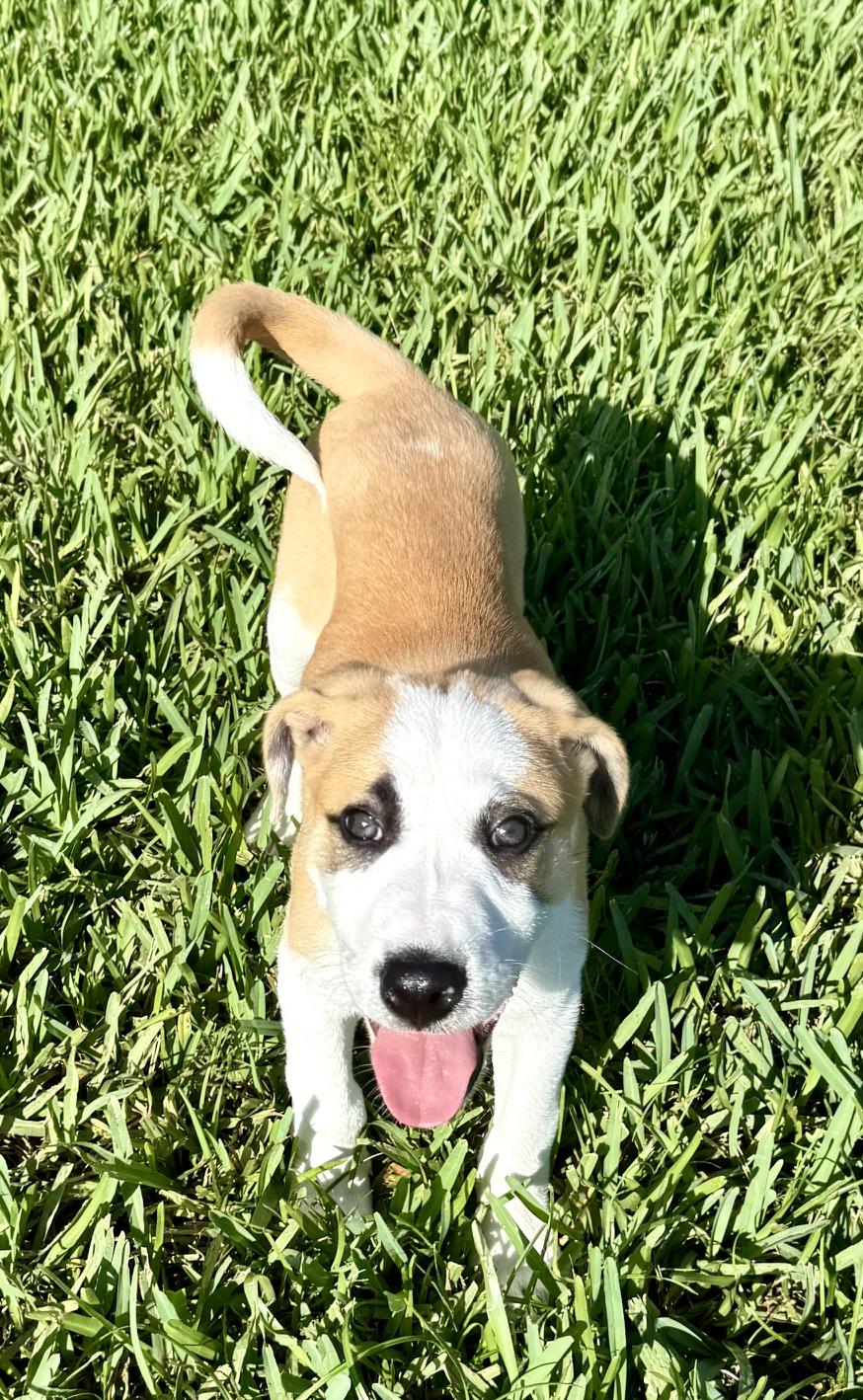 Enlarge Cooper, a Adoptable mixed breed in Orlando, FL image 5/5