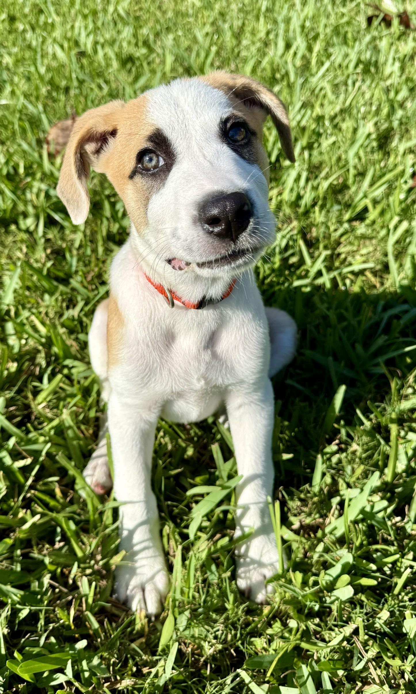 Enlarge Cooper, a Adoptable mixed breed in Orlando, FL image 3/5