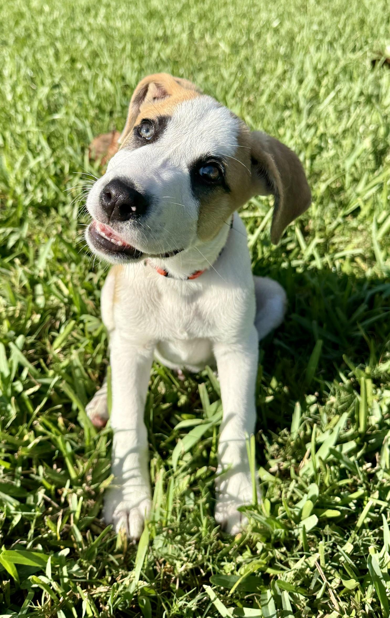 Enlarge Cooper, a Adoptable mixed breed in Orlando, FL image 2/5
