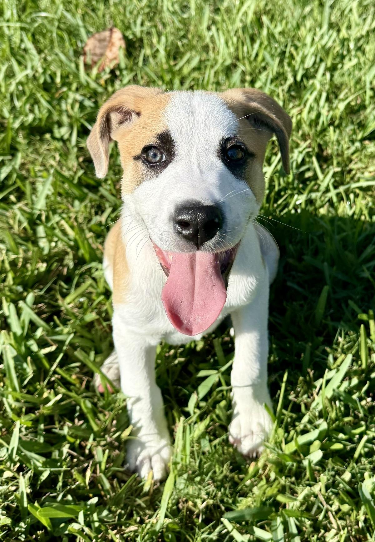 Cooper, Adoptable, Young Male Hound.