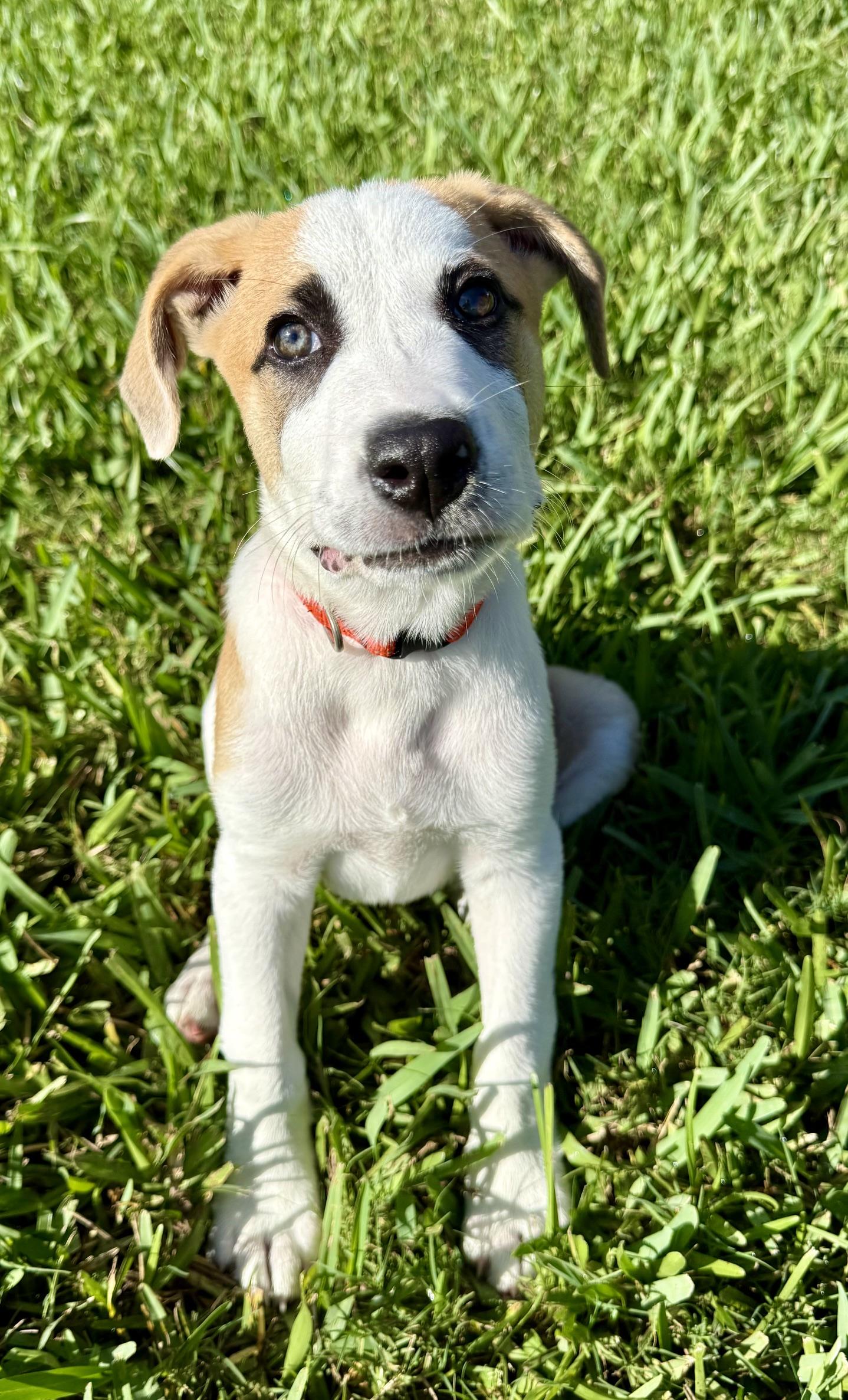 Enlarge Cooper, a Adoptable mixed breed in Orlando, FL image 4/5