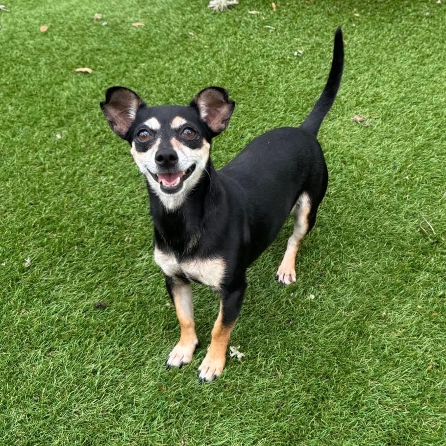 Mochi, adopted, Adult Female Chiweenie.