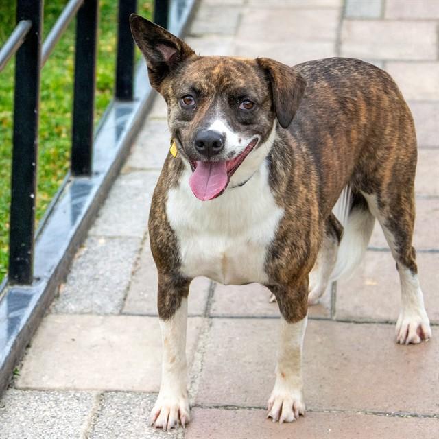 Enlarge MOZZARELLA, a Adoptable mixed breed in St. Louis, MO image 1/1