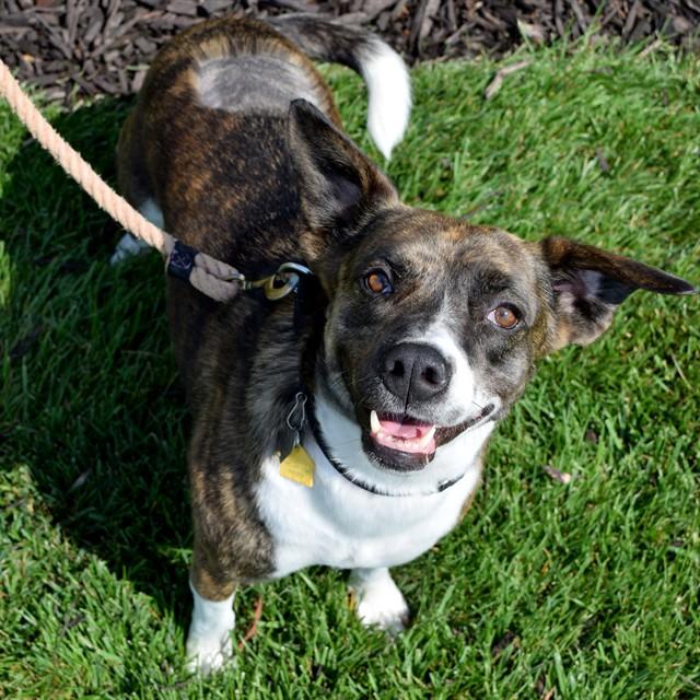 Enlarge MOZZARELLA, a Adoptable mixed breed in St. Louis, MO image 1/1