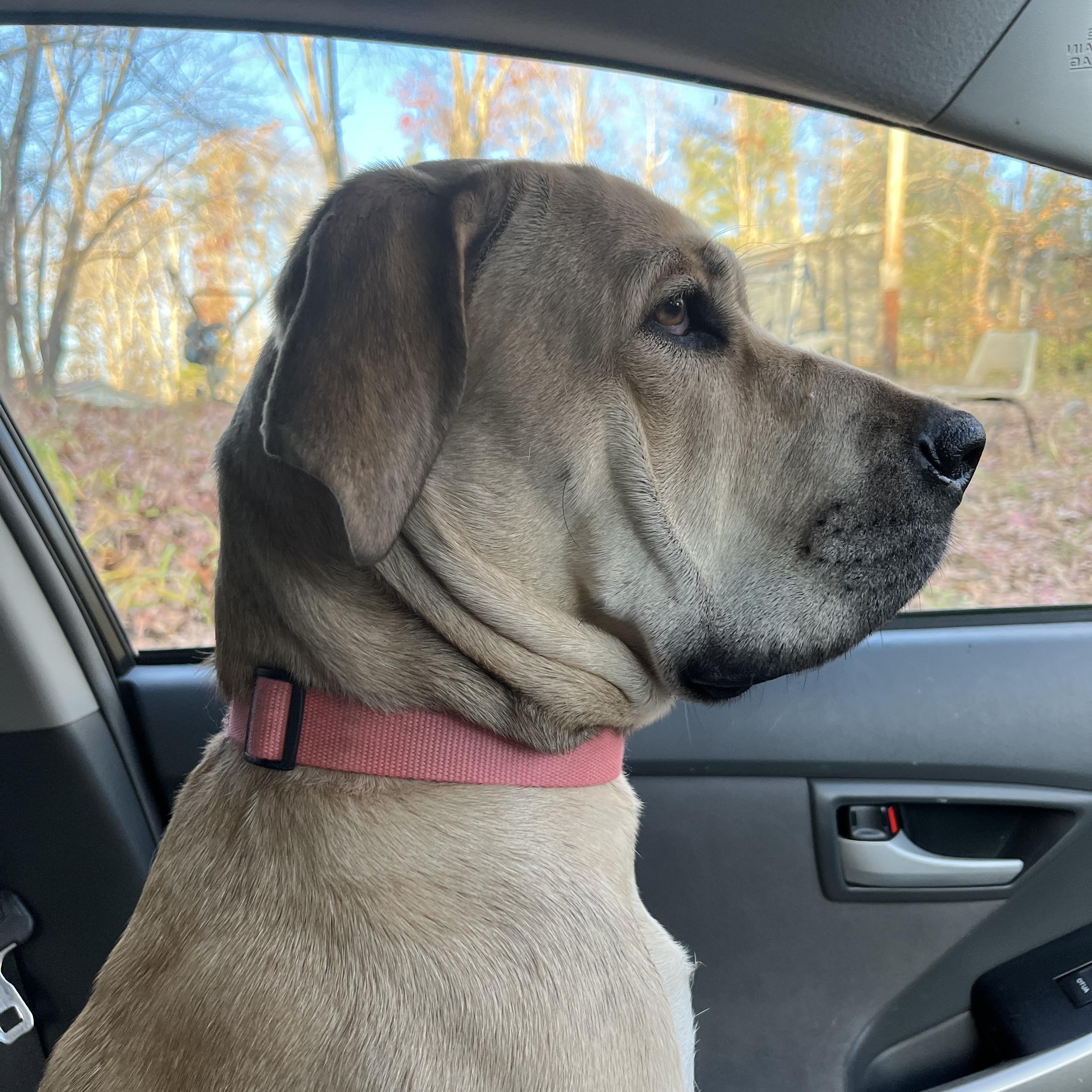 Enlarge Harley- located in Marion, NC, a Adoptable mixed breed in Concord, NC image 2/5