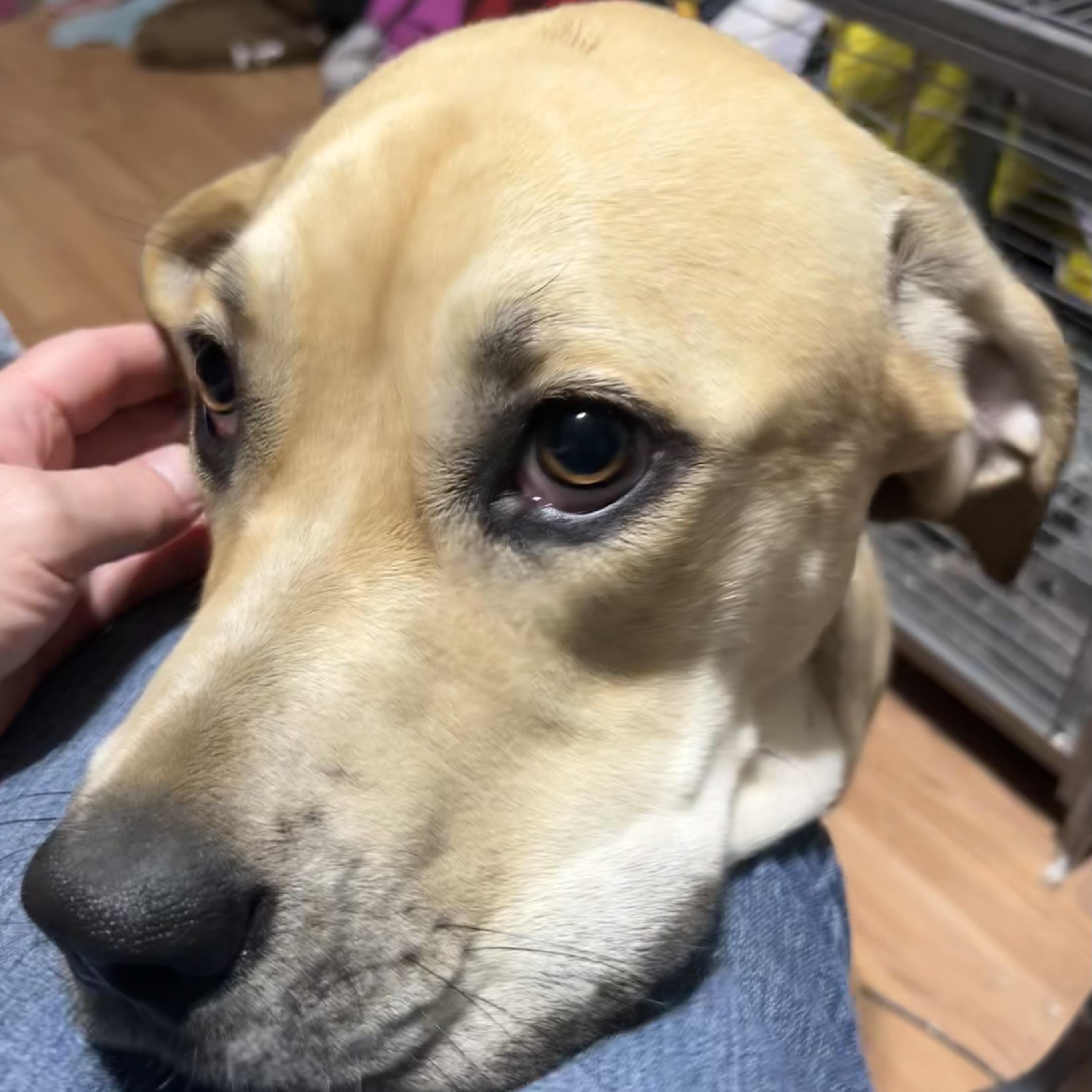 Enlarge Harley- located in Marion, NC, a Adoptable mixed breed in Concord, NC image 5/5