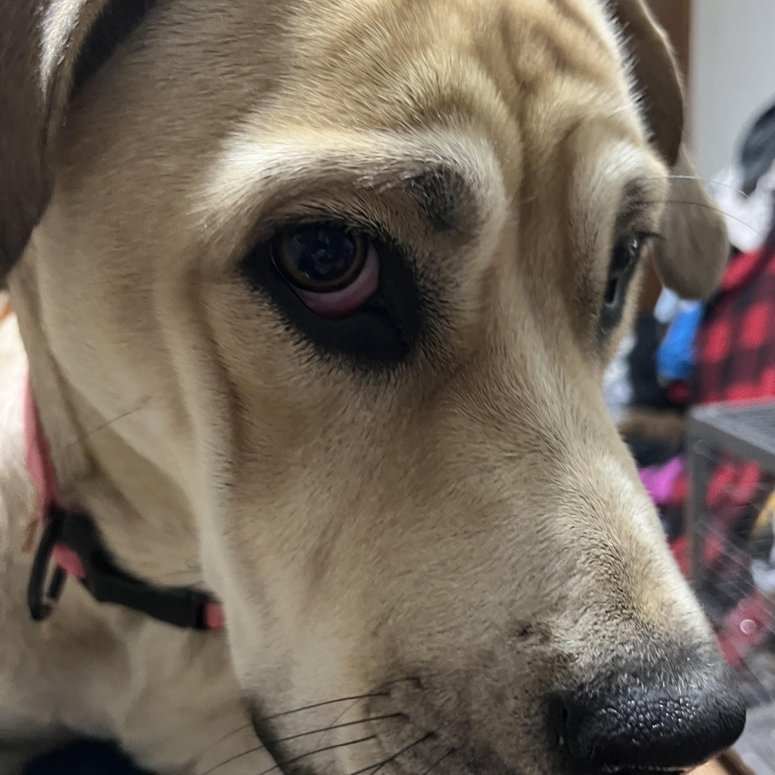 Enlarge Harley- located in Marion, NC, a Adoptable mixed breed in Concord, NC image 3/5