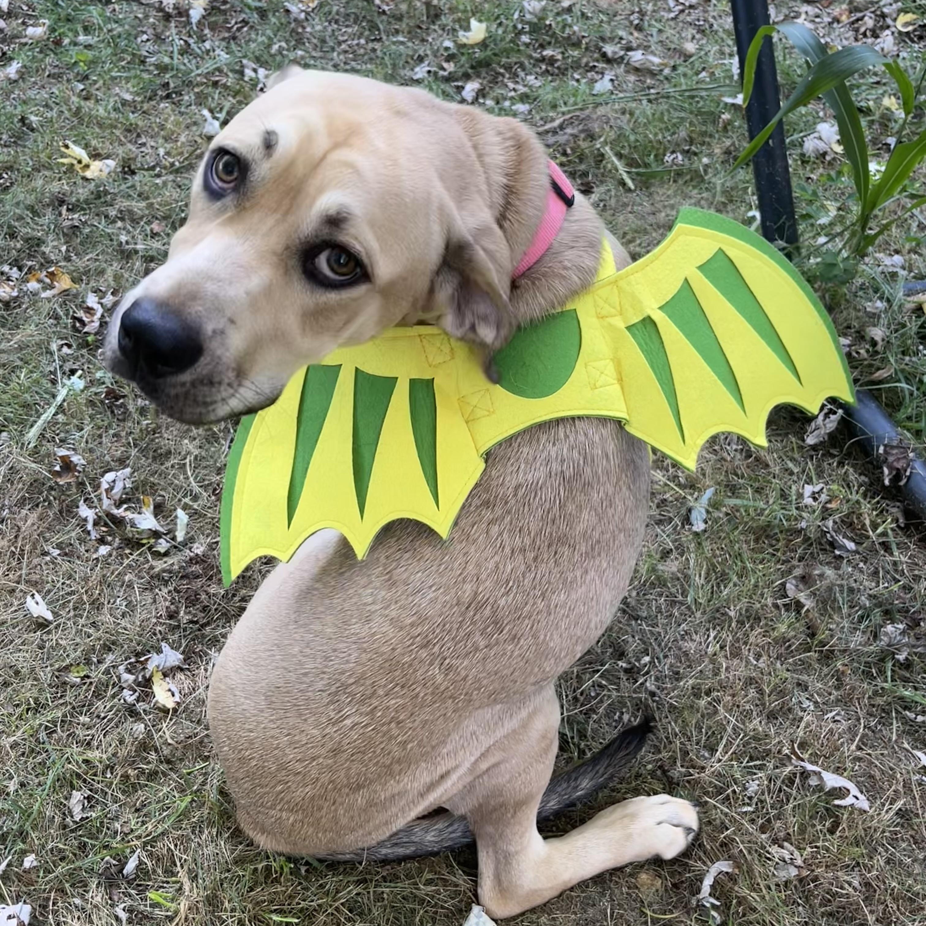 Enlarge Harley- located in Marion, NC, a Adoptable mixed breed in Concord, NC image 1/5