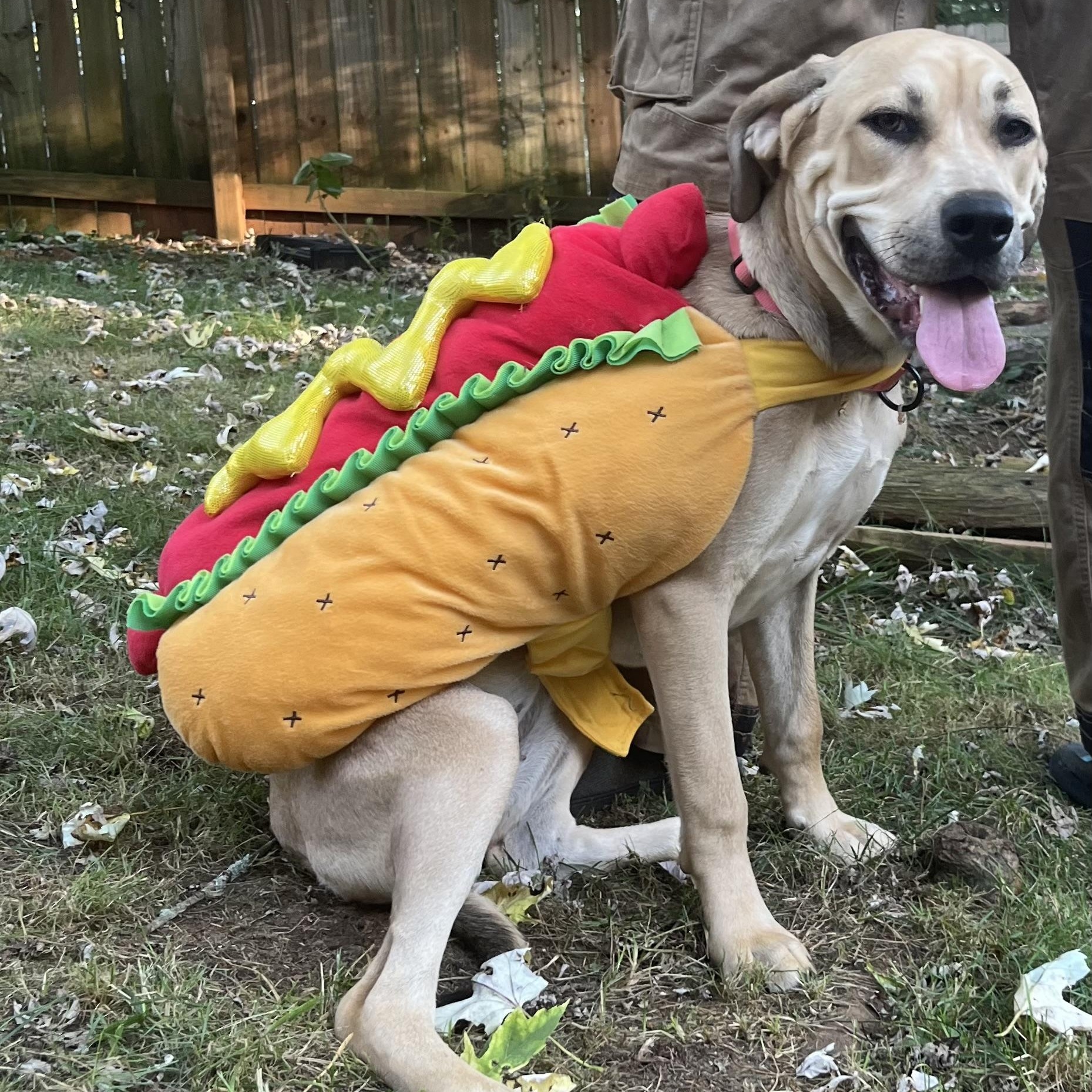 Enlarge Harley- located in Marion, NC, a Adoptable mixed breed in Concord, NC image 4/5
