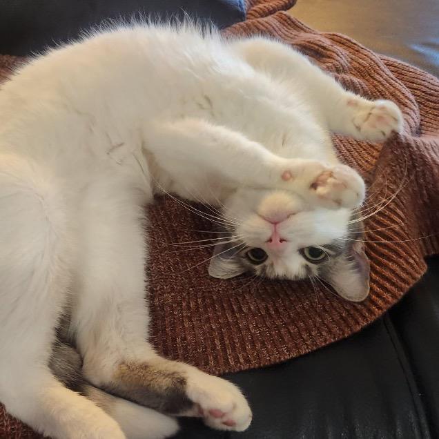 Enlarge Lily, a Adoptable Domestic Short Hair in Long Beach, CA image 1/6