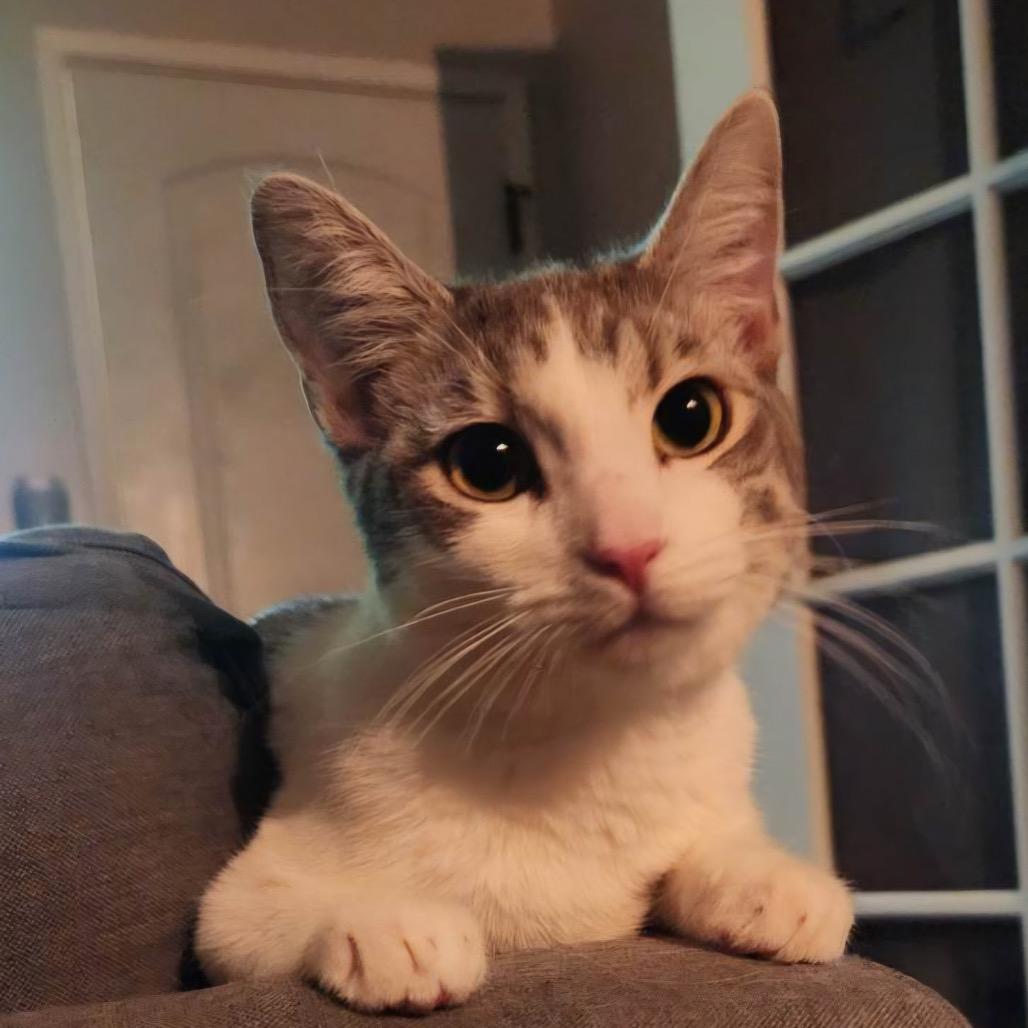 Enlarge Lily, a Adoptable Domestic Short Hair in Long Beach, CA image 2/6