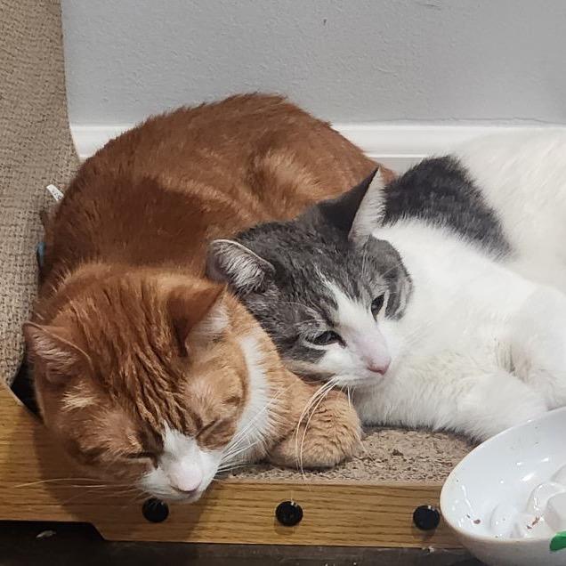 Enlarge Lily, a Adoptable Domestic Short Hair in Long Beach, CA image 3/6