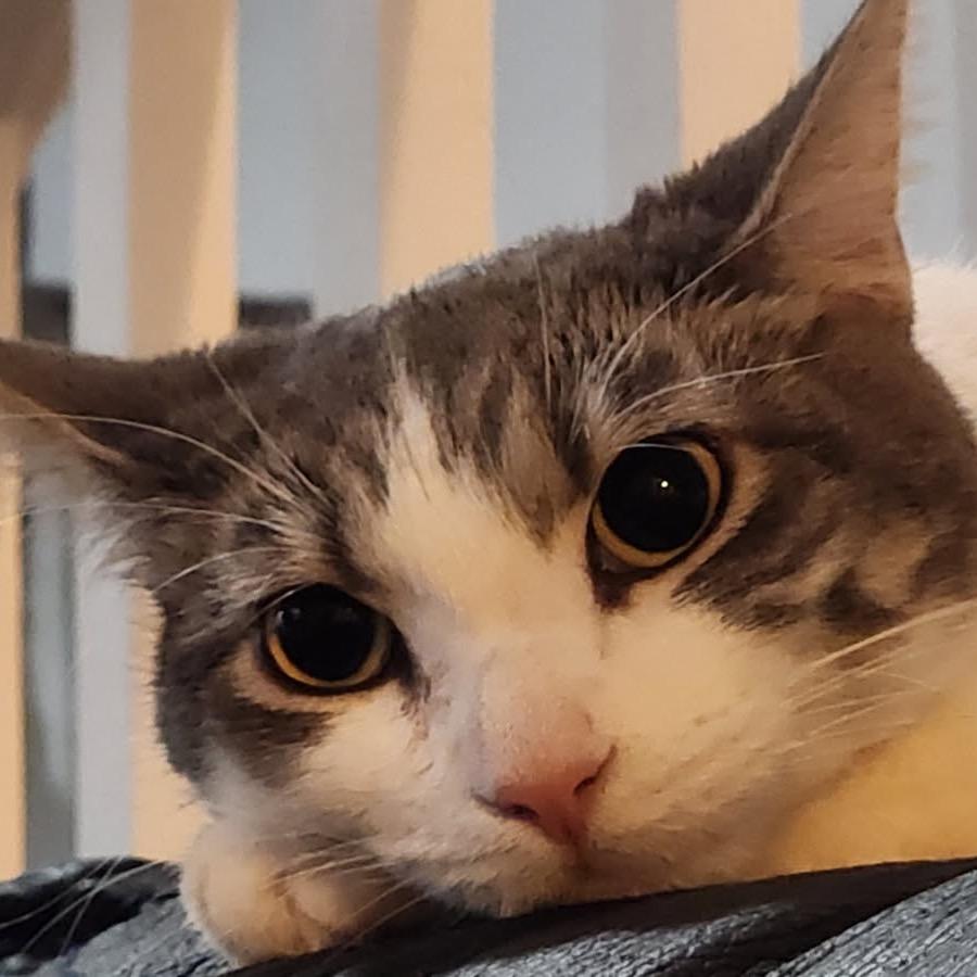 Enlarge Lily, a Adoptable Domestic Short Hair in Long Beach, CA image 4/6