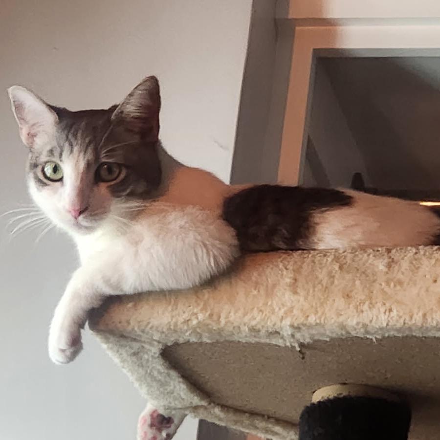 Enlarge Lily, a Adoptable Domestic Short Hair in Long Beach, CA image 5/6