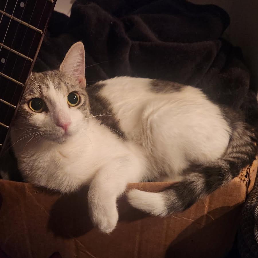 Enlarge Lily, a Adoptable Domestic Short Hair in Long Beach, CA image 6/6