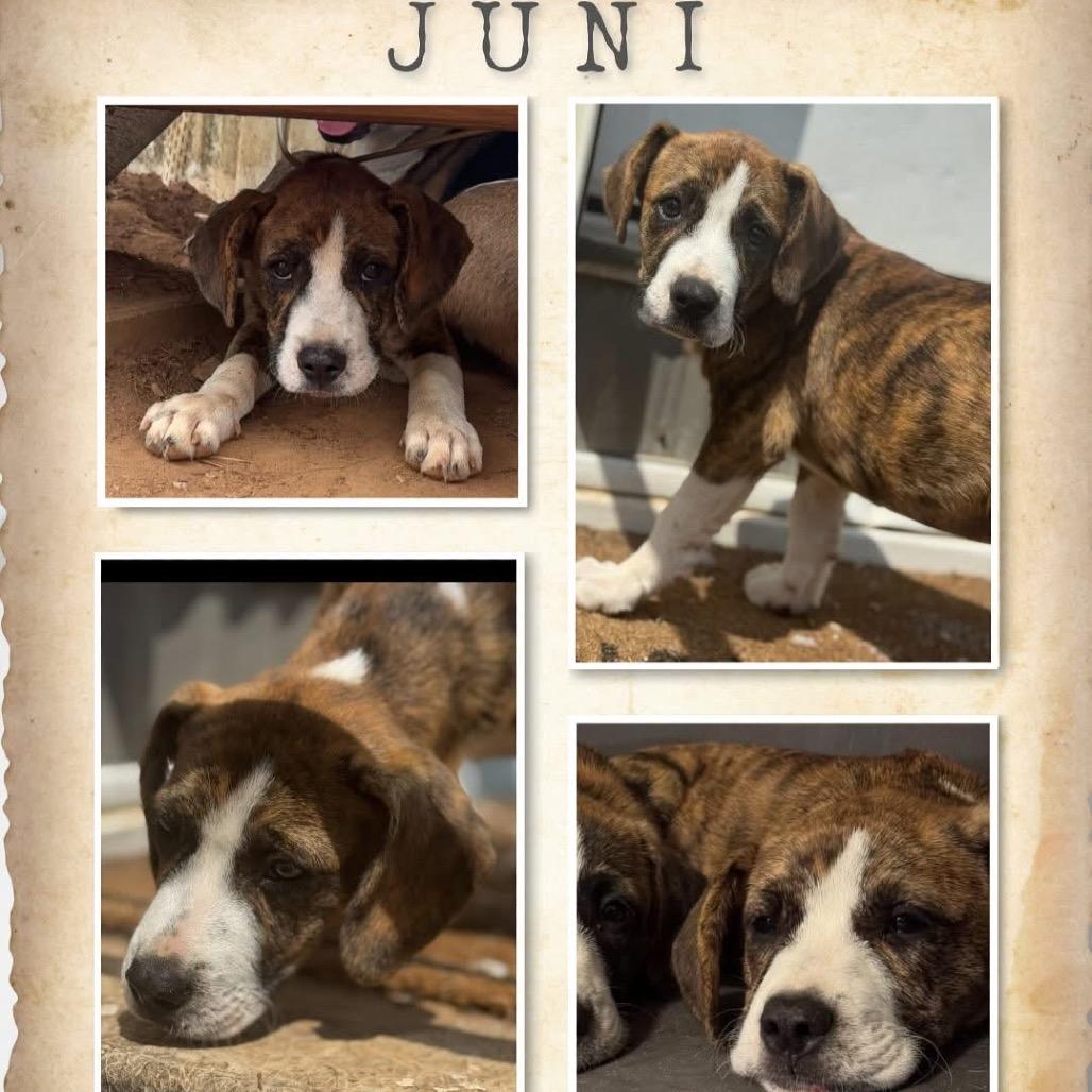 *Courtesy Listing - Juni, Adoptable, Young Female Mixed Breed.