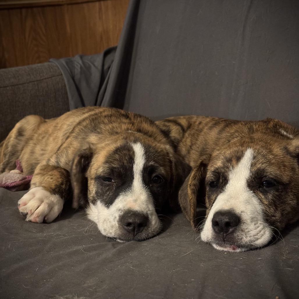 Enlarge *Courtesy Listing - Juni, a Adoptable Mixed Breed in Tuscaloosa, AL image 2/5