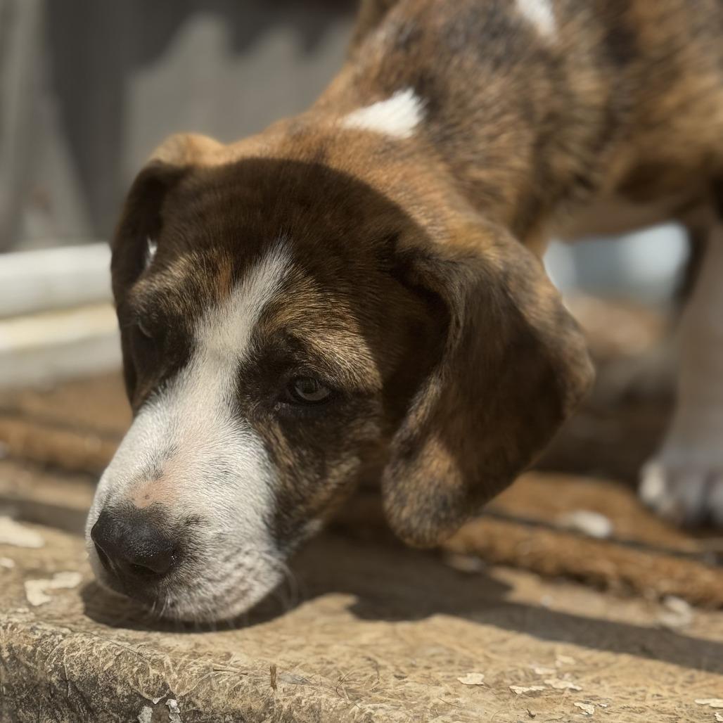 Enlarge *Courtesy Listing - Juni, a Adoptable Mixed Breed in Tuscaloosa, AL image 3/5