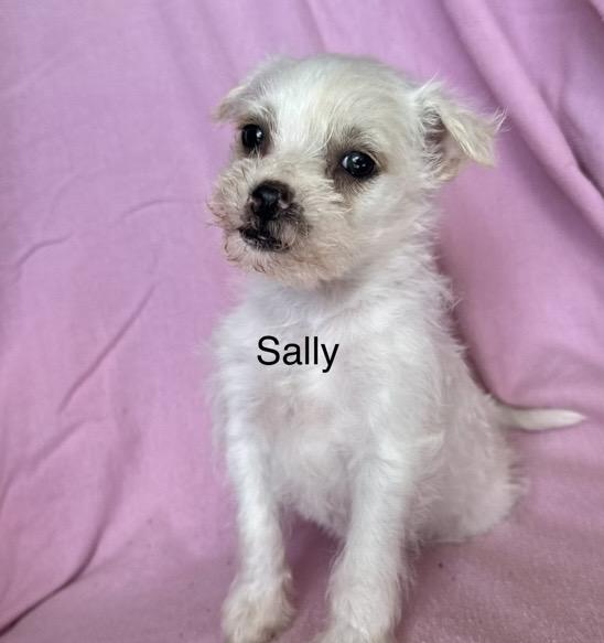 Enlarge Sally, a ADOPTABLE mixed breed in Santa Rosa, CA image 1/1