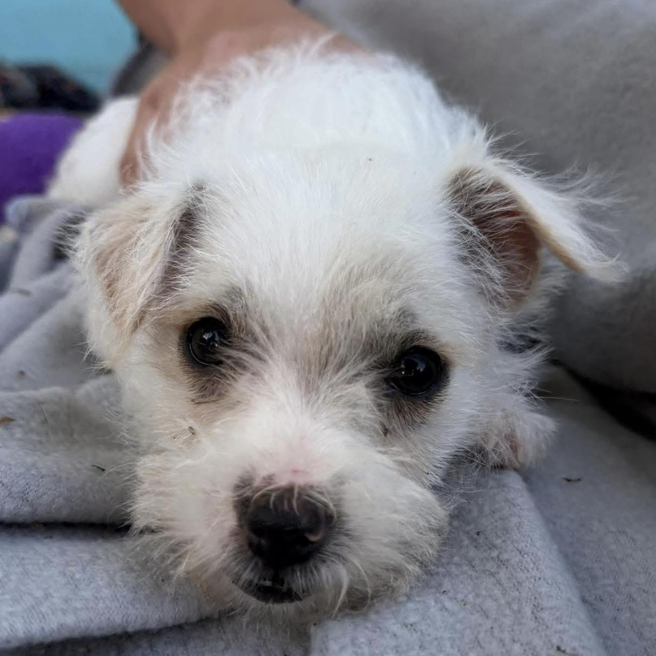 Sally, ADOPTABLE, Puppy Female Terrier.